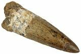 Fossil Spinosaurus Tooth - Real Dinosaur Tooth #324874-1